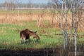 063_Biebrza - kwiecien 2012